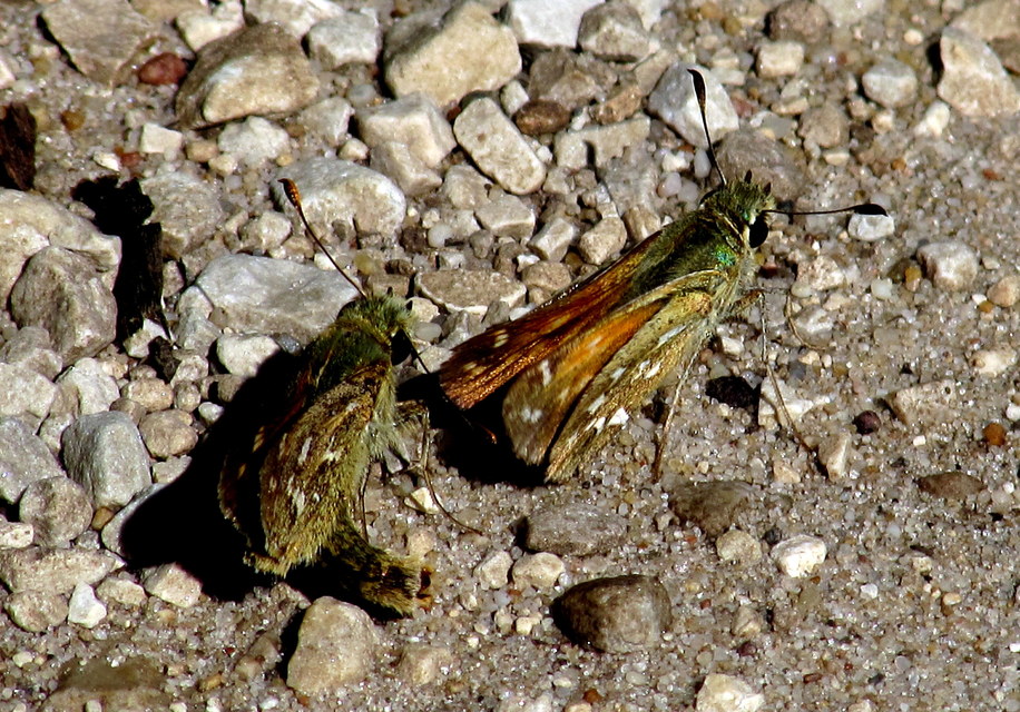 Hesperia comma - vesszős busalepke