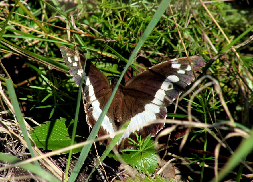 Brintesia circe - fehéröves szemeslepke