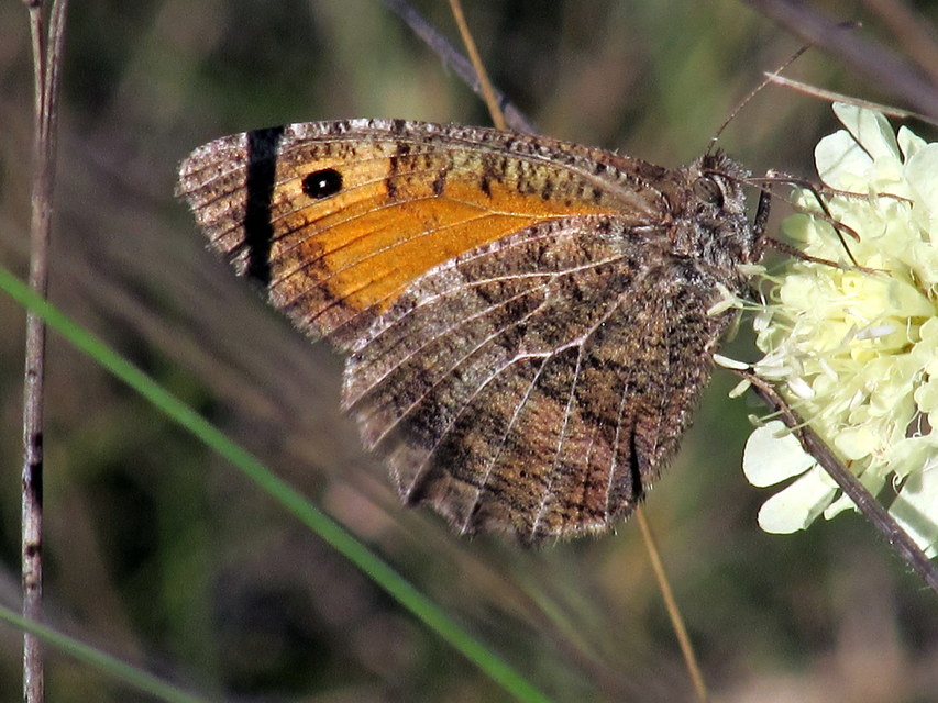 Arethusana arethusa - közönséges szemeslepke