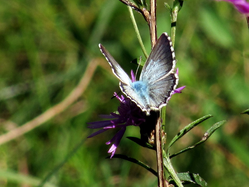 Polyommatus coridon - ezüstkék boglárka