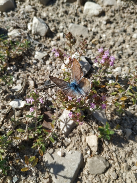 Polyommatus coridon - ezüstkék boglárka