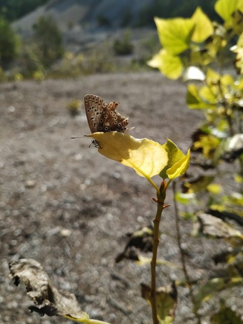 Polyommatus coridon - ezüstkék boglárka