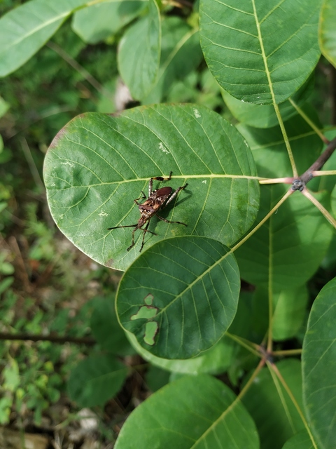 Leptoglossus occidentalis - nyugati levéllábú poloska