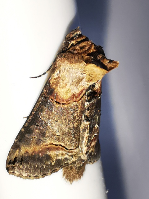 Abrostola triplasia - közönséges csalánbagoly