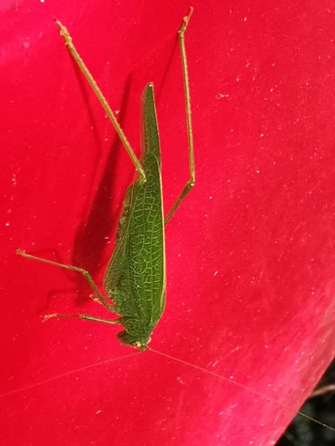 Phaneroptera nana - pontozott repülőszöcske