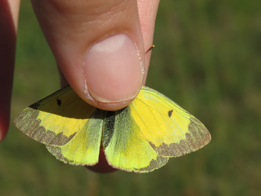 Colias chrysotheme - dolomit-kéneslepke