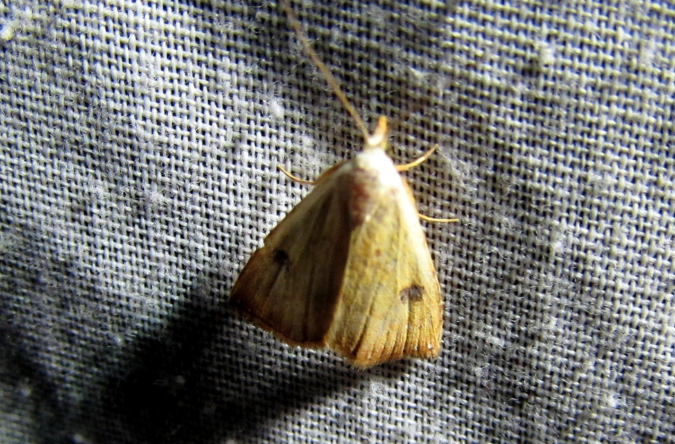 Rivula sericealis - selymes lórombagoly