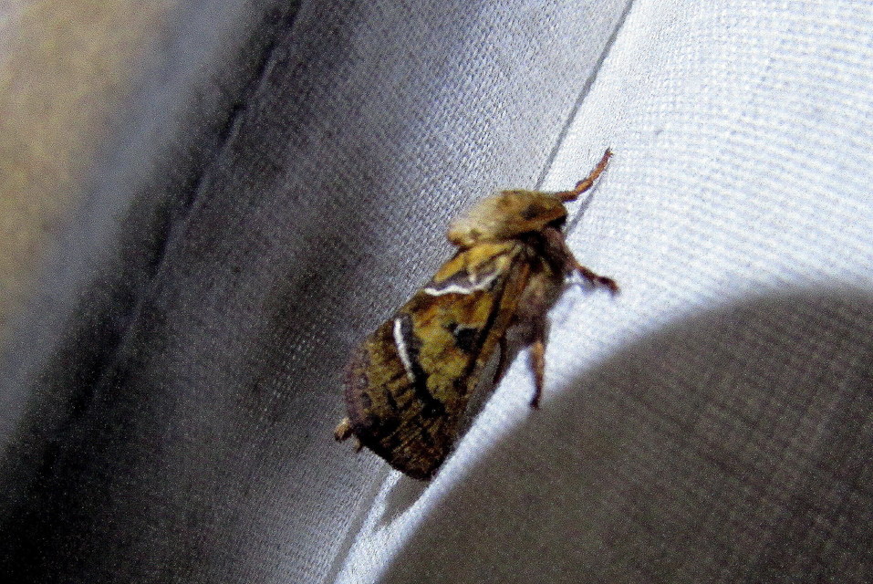 Triodia sylvina - kis gyökérrágólepke