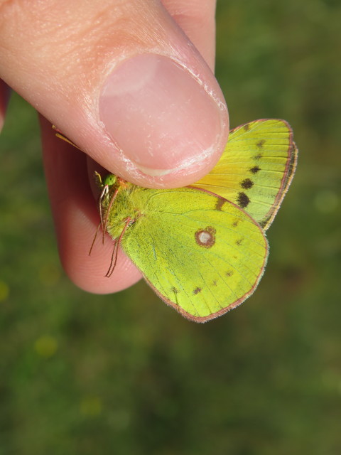 Colias chrysotheme - dolomit-kéneslepke