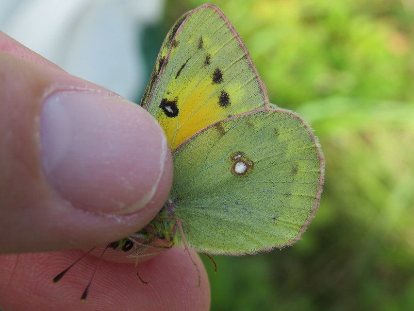 Colias chrysotheme - dolomit-kéneslepke