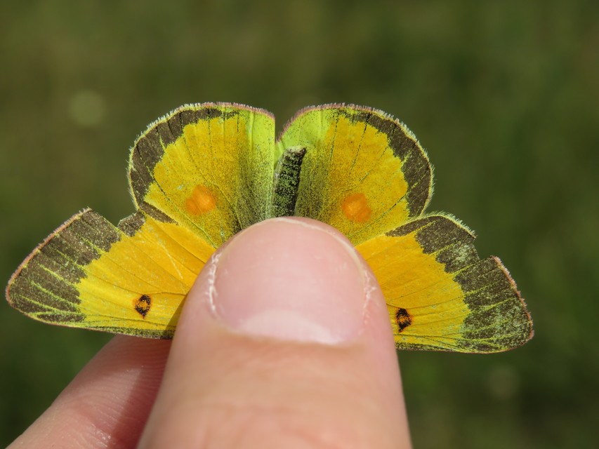 Colias chrysotheme - dolomit-kéneslepke