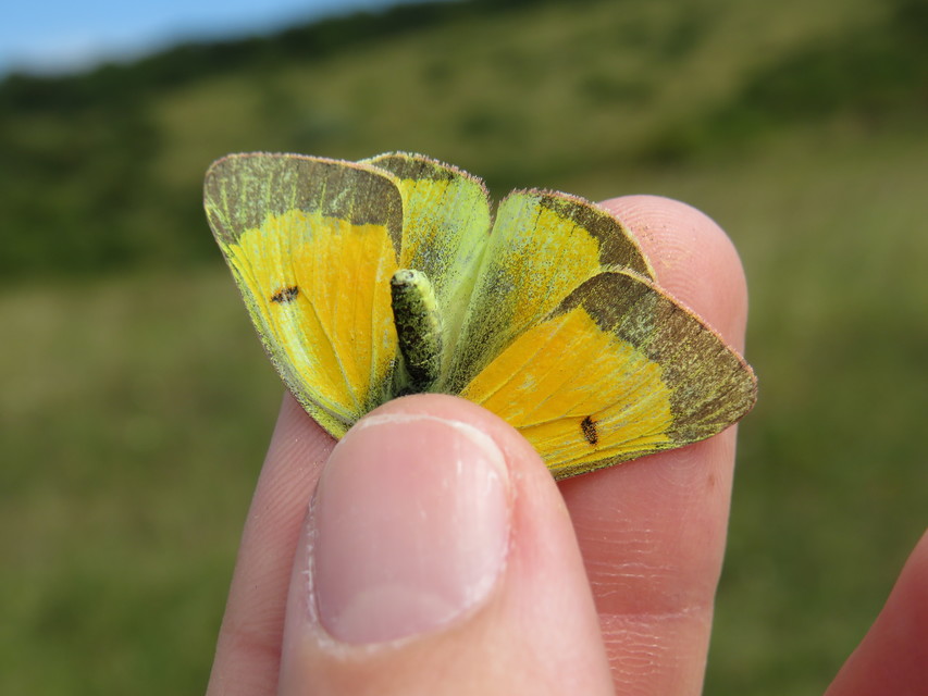 Colias chrysotheme - dolomit-kéneslepke
