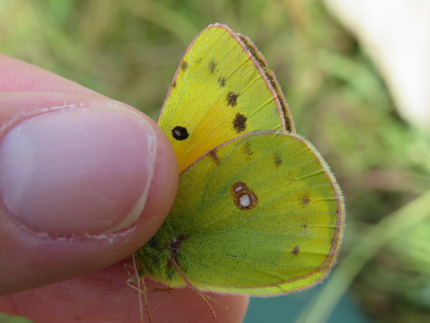 Colias chrysotheme - dolomit-kéneslepke