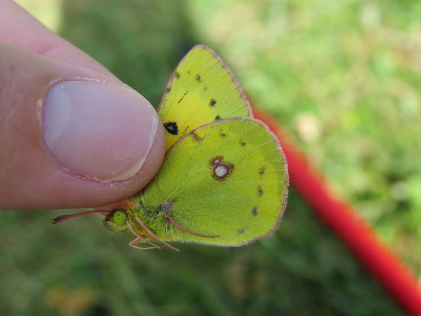 Colias chrysotheme - dolomit-kéneslepke