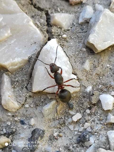 Formica pratensis - réti vöröshangya