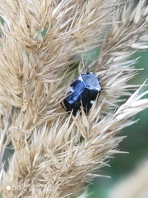 Tritomegas sexmaculatus - hatfoltos földipoloska