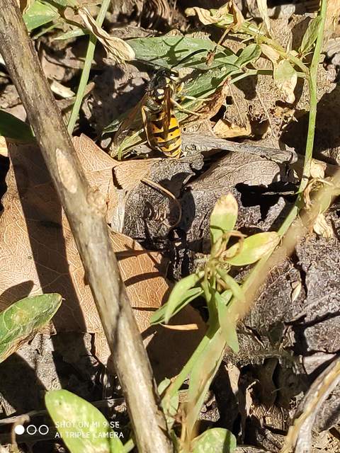 Vespula germanica - német darázs