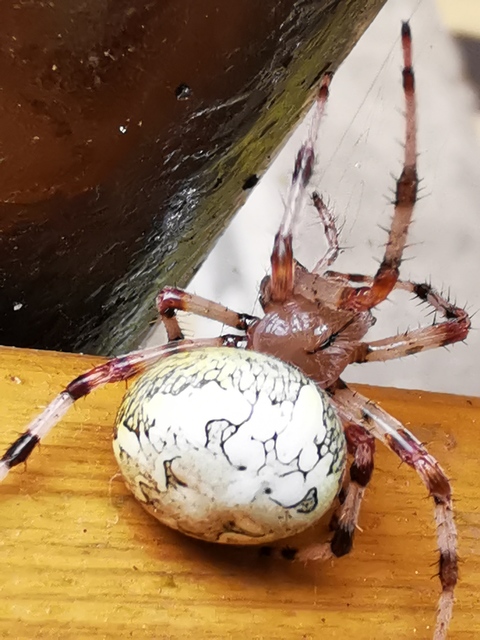 Araneus marmoreus - márványos keresztespók