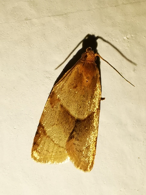Clepsis rurinana - fakó sodrómoly