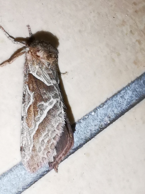 Triodia sylvina - kis gyökérrágólepke