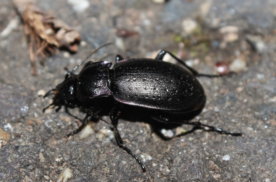 Carabus nemoralis - ligeti futrinka