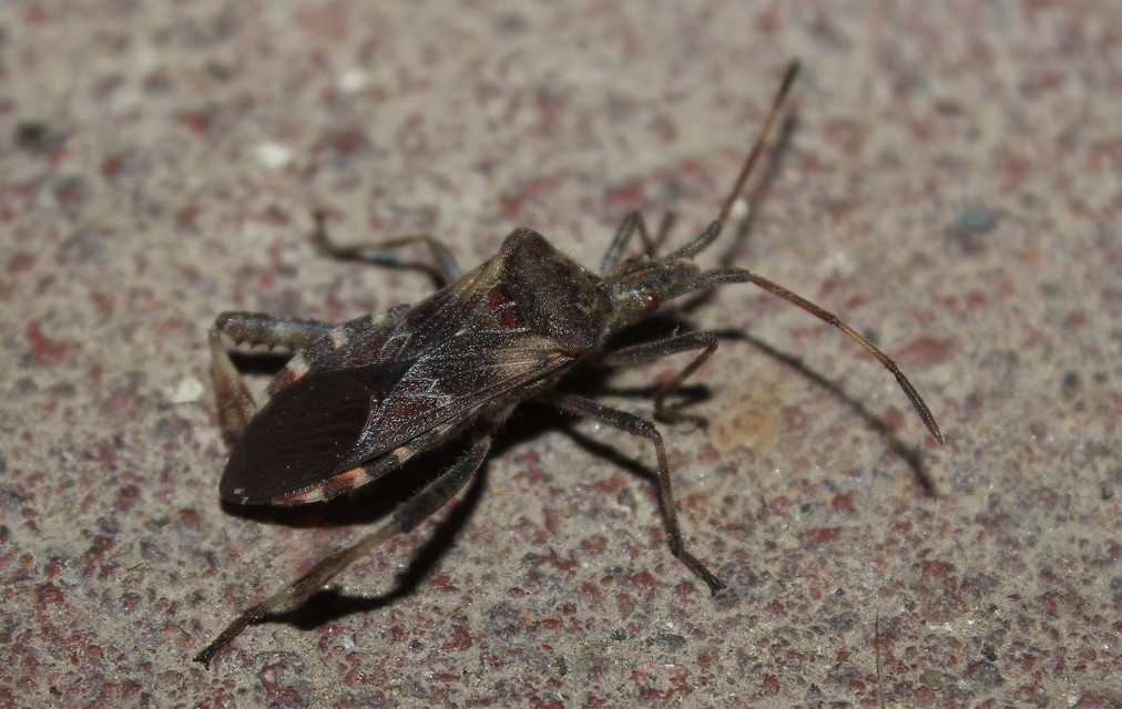 Leptoglossus occidentalis - nyugati levéllábú poloska