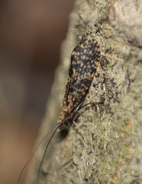 Oligostomis reticulata