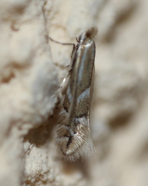 Phyllonorycter