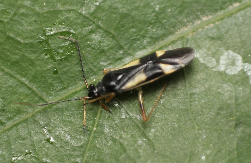 Dryophilocoris flavoquadrimaculatus - sárgafoltos mezeipoloska