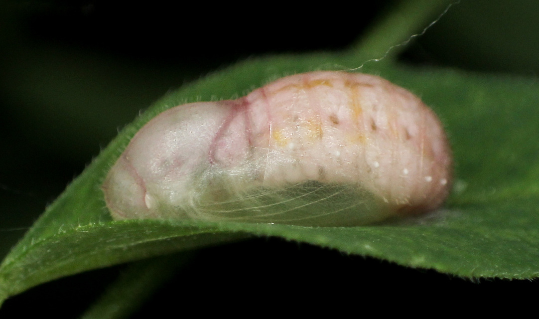 Celastrina argiolus - bengeboglárka