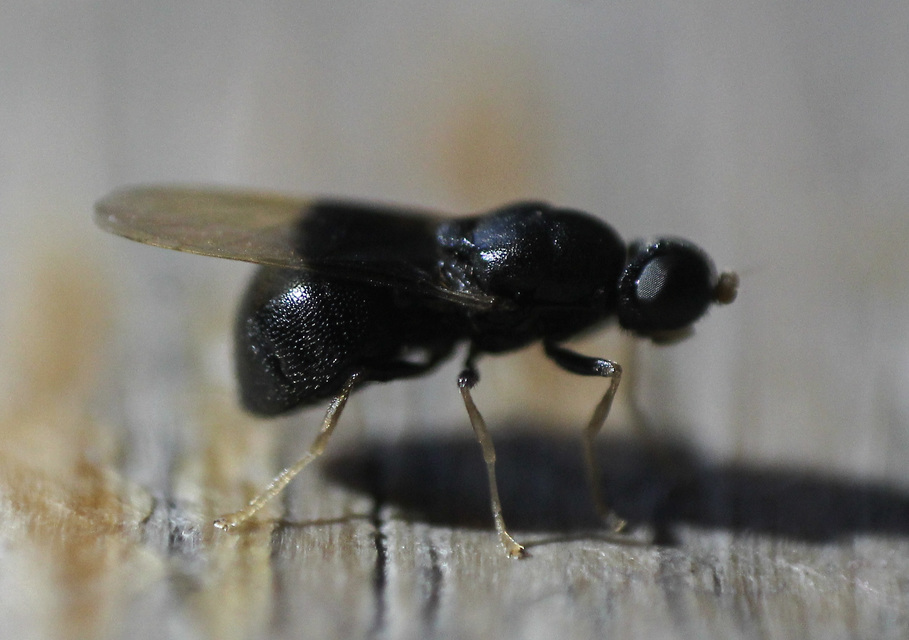 Pachygaster atra - fekete tüskéslégy
