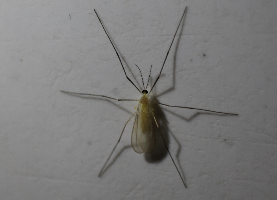 Cecidomyiidae - gubacsszúnyogok