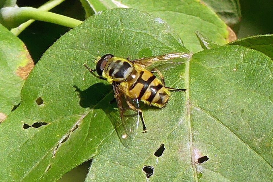 Myathropa florea - halálfejes odúlégy
