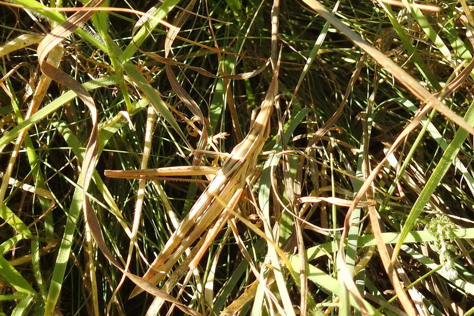 Acrida ungarica - sisakos sáska Acrida ungarica - sisakos sáska