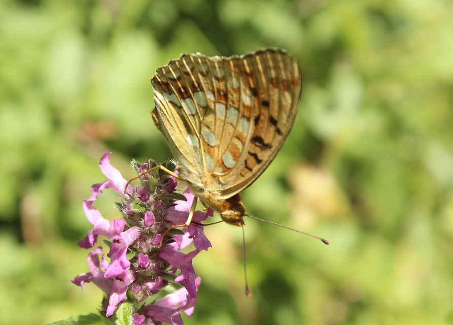 Argynnis adippe - ezüstös gyöngyházlepke