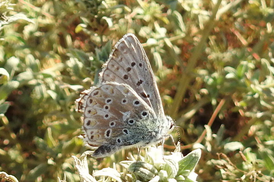 Polyommatus coridon - ezüstkék boglárka