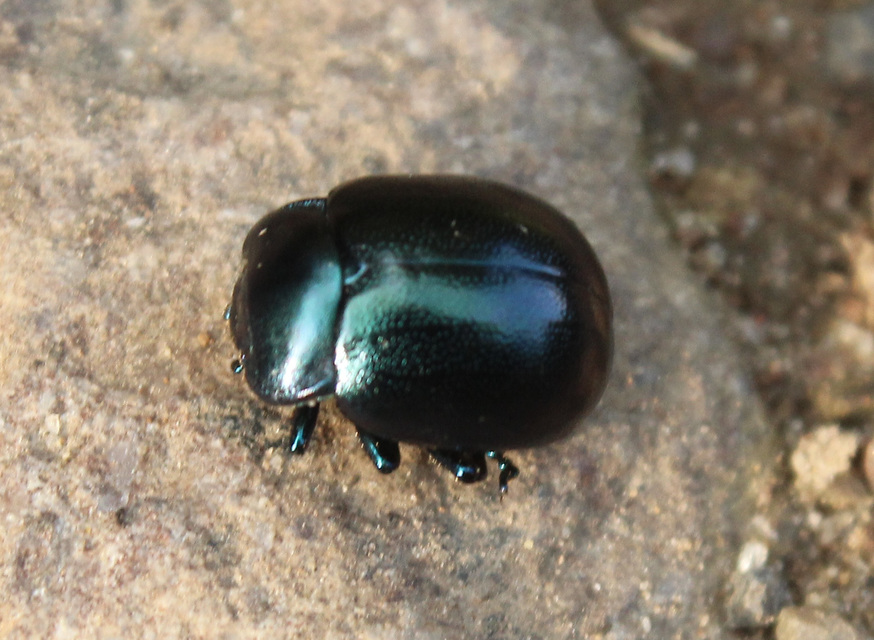 Chrysolina globipennis olivieri - hegyi levélbogár