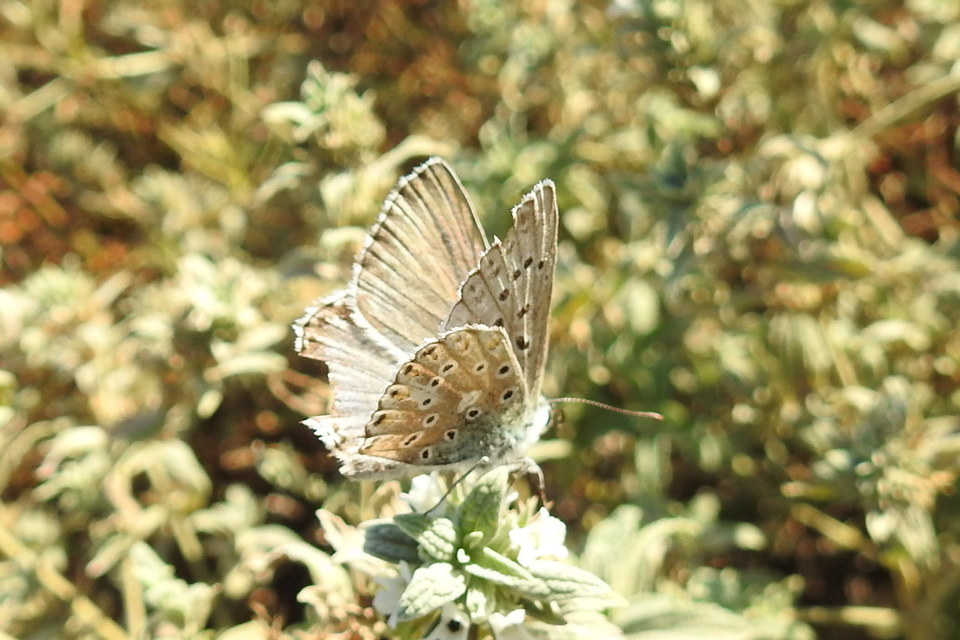 Polyommatus coridon - ezüstkék boglárka