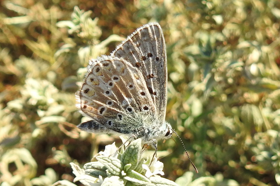 Polyommatus coridon - ezüstkék boglárka