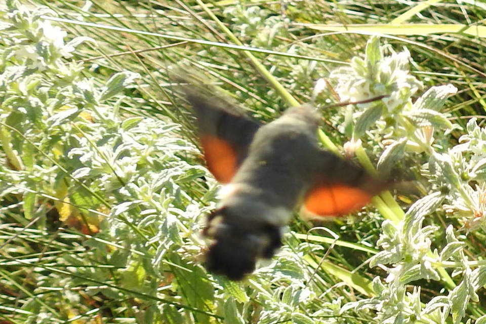 Macroglossum stellatarum - kacsafarkú szender