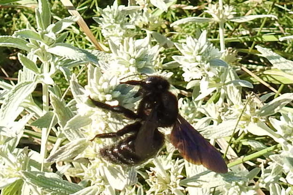 Xylocopa Xylocopa