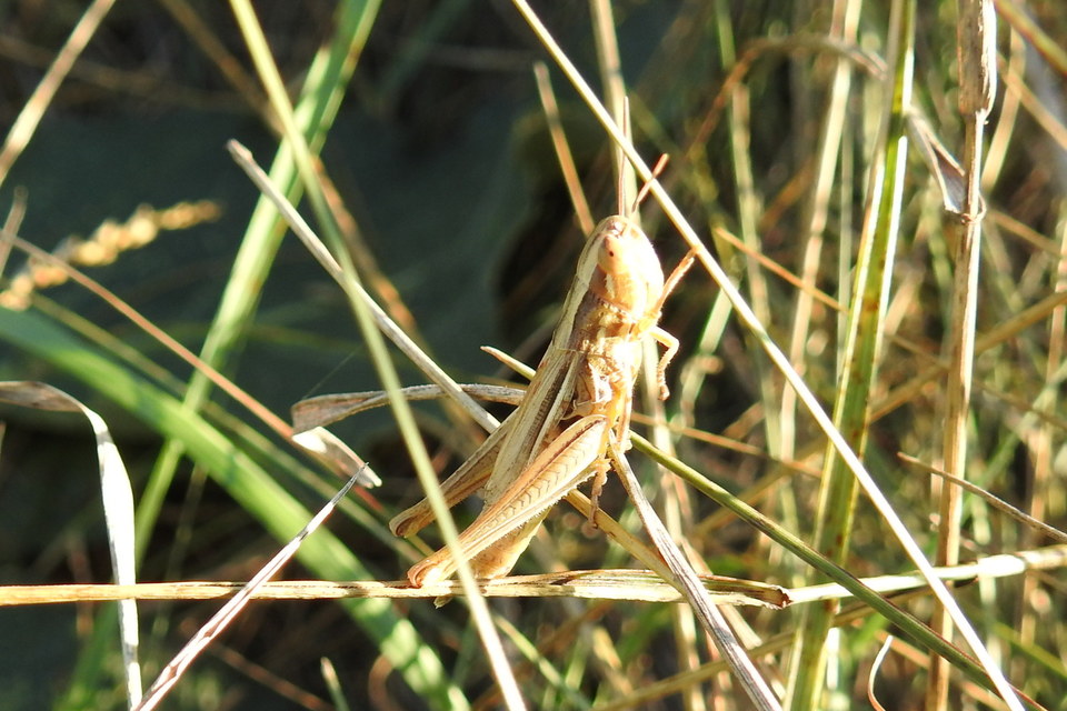 Euchorthippus declivus - rövidszárnyú rétisáska