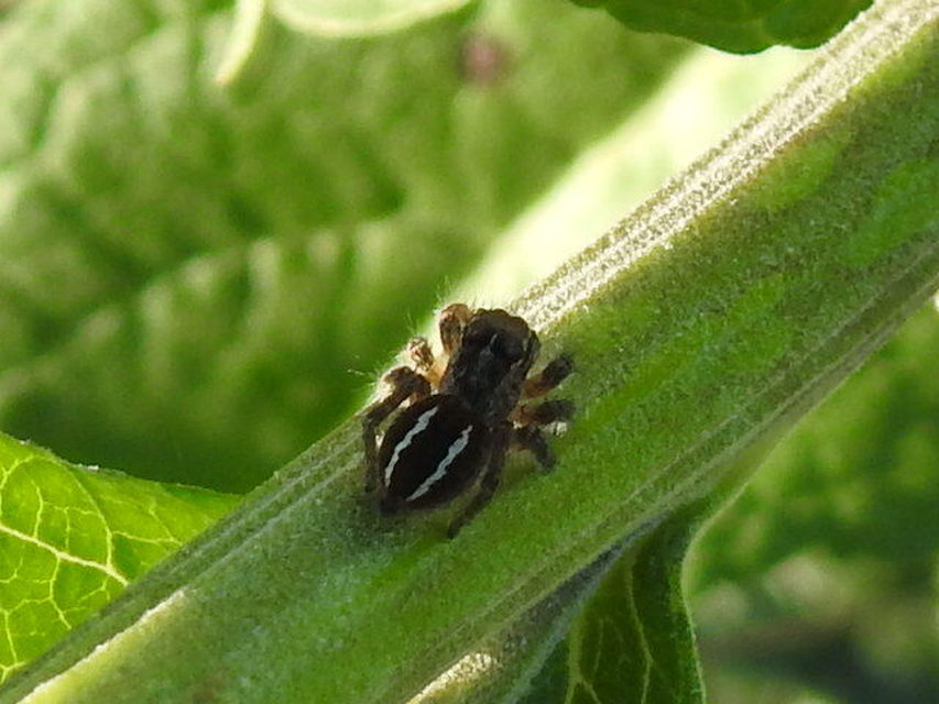 Philaeus chrysops - piros ugrópók