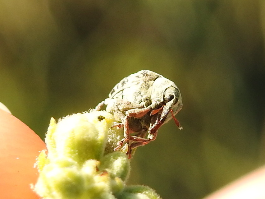 Cionus thapsus - kis ökörfarkkóró-gömbormányos