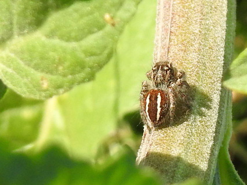 Philaeus chrysops - piros ugrópók