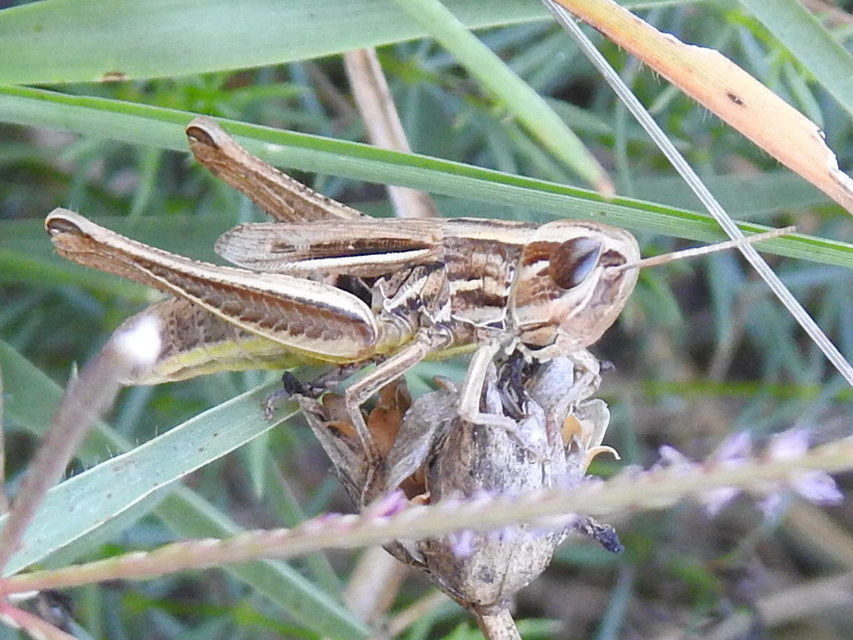 Euchorthippus declivus - rövidszárnyú rétisáska