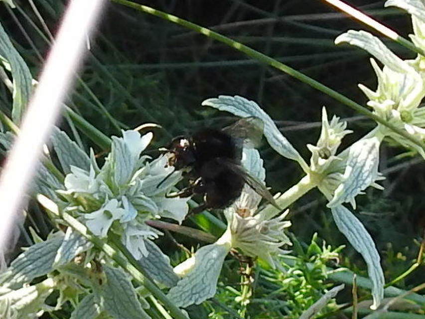 Xylocopa Xylocopa