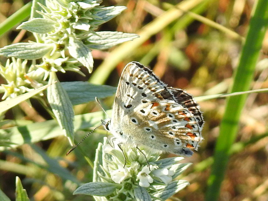 Polyommatus coridon - ezüstkék boglárka