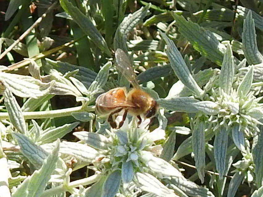Apis mellifera - háziméh
