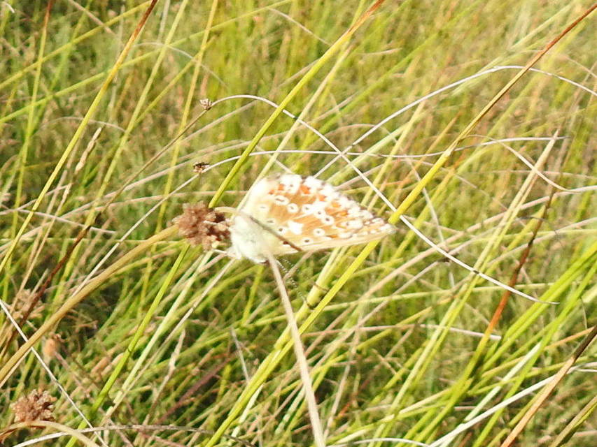 Polyommatus coridon - ezüstkék boglárka